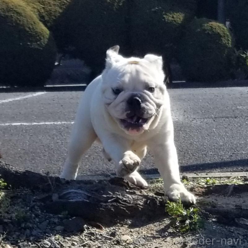 販売中の京都府のブルドッグ-424658の9枚目