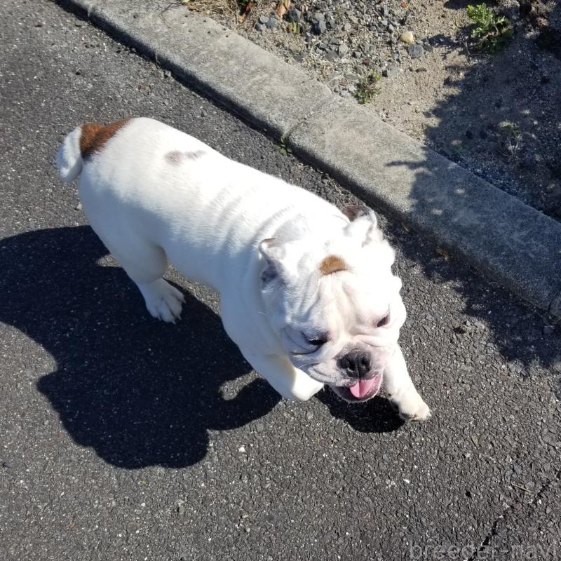 販売中の京都府のブルドッグ-424658の8枚目