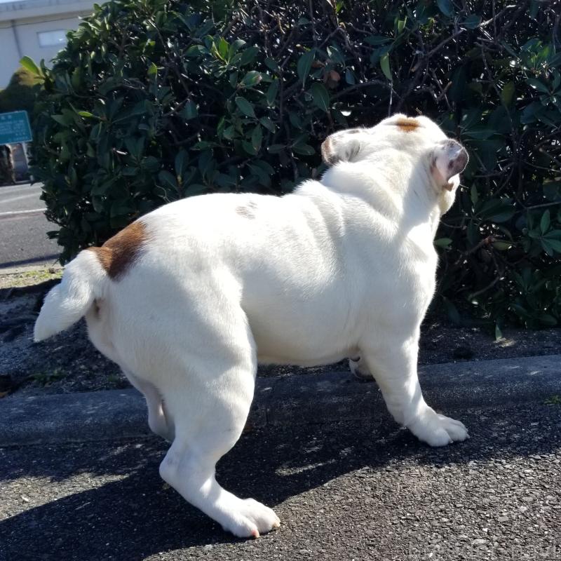 販売中の京都府のブルドッグ-424658の7枚目