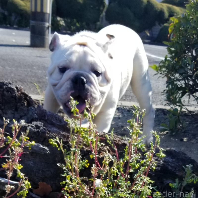 販売中の京都府のブルドッグ-424658の6枚目