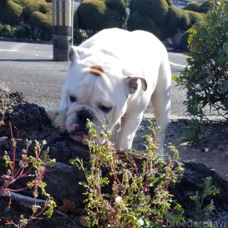 販売中の京都府のブルドッグ-424658の5枚目