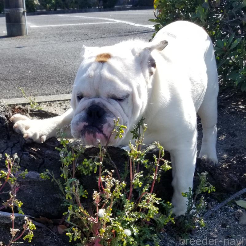 販売中の京都府のブルドッグ-424658の3枚目