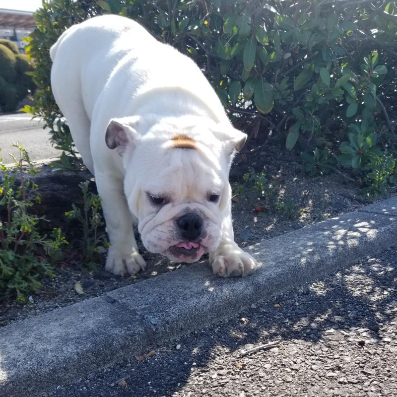 販売中の京都府のブルドッグ-424658の2枚目