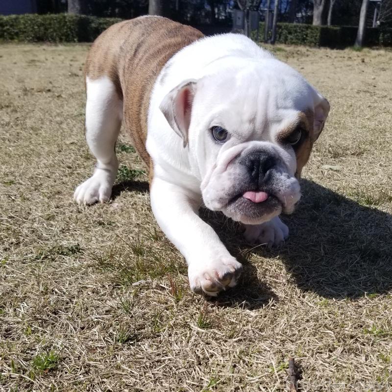 販売中の京都府のブルドッグ-427905の15枚目