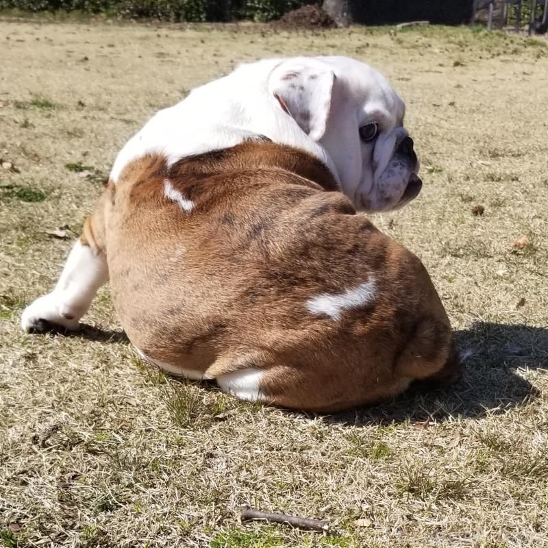 販売中の京都府のブルドッグ-427905の14枚目