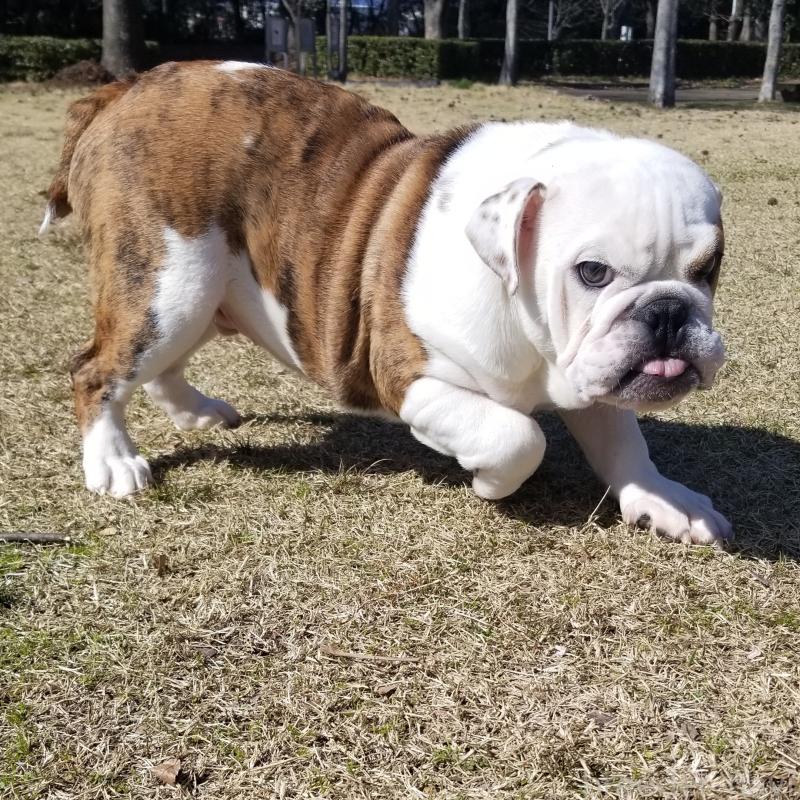 販売中の京都府のブルドッグ-427905の13枚目