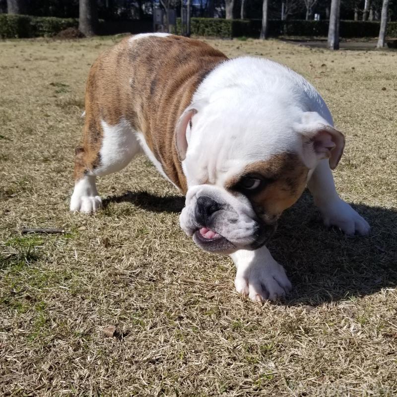 販売中の京都府のブルドッグ-427905の12枚目