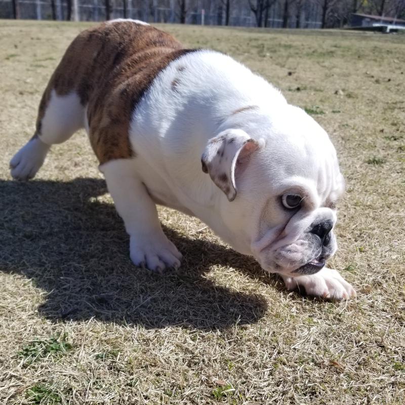 販売中の京都府のブルドッグ-427905の11枚目