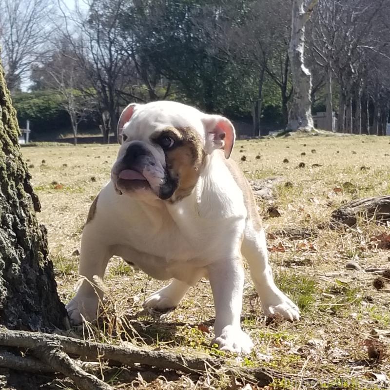 販売中の京都府のブルドッグ-427905の10枚目