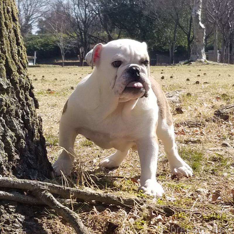 販売中の京都府のブルドッグ-427905の9枚目