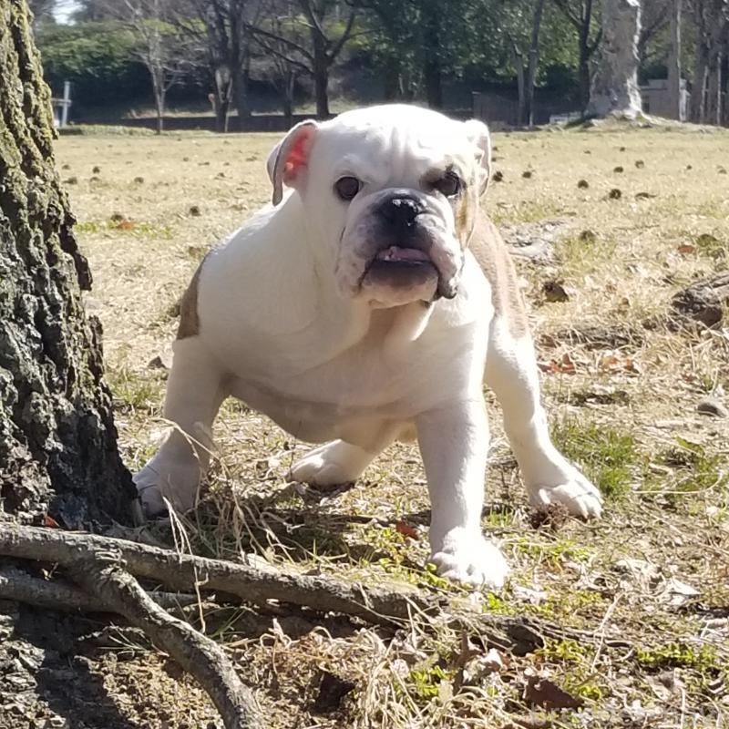 販売中の京都府のブルドッグ-427905の8枚目