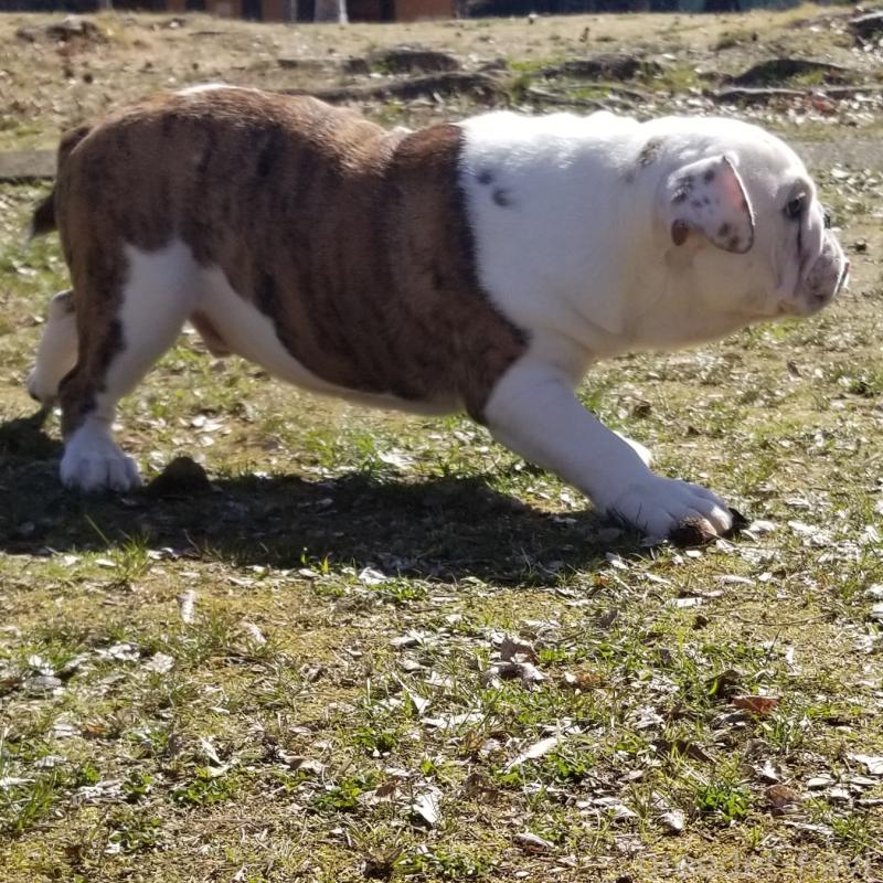 販売中の京都府のブルドッグ-427905の7枚目