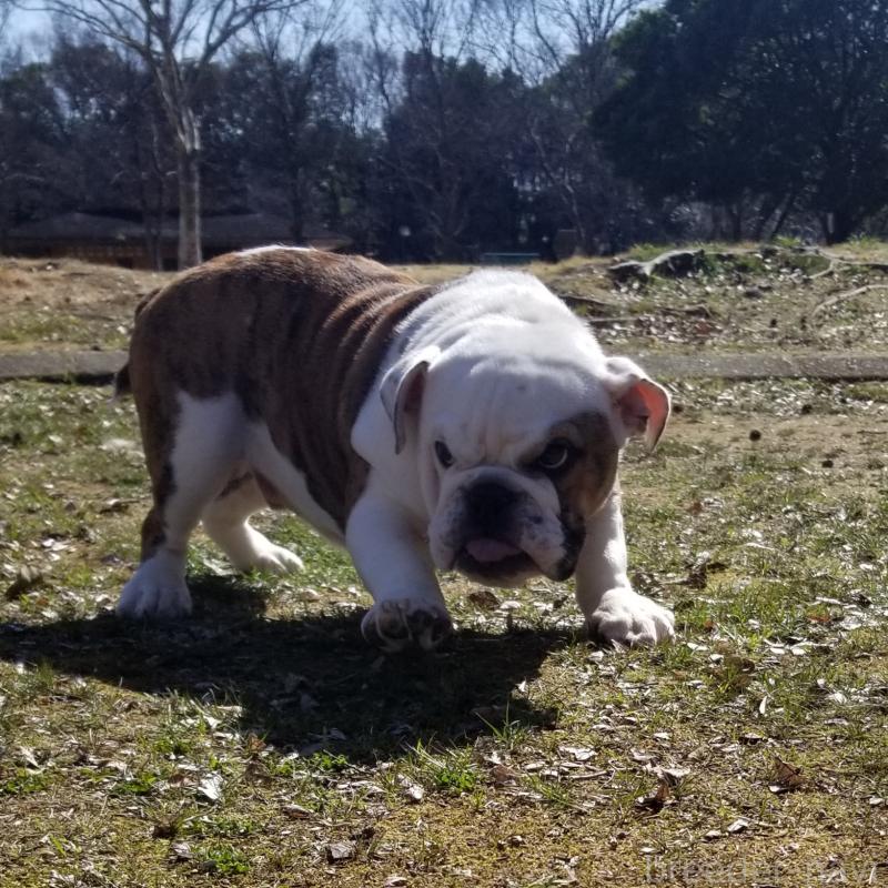 販売中の京都府のブルドッグ-427905の6枚目