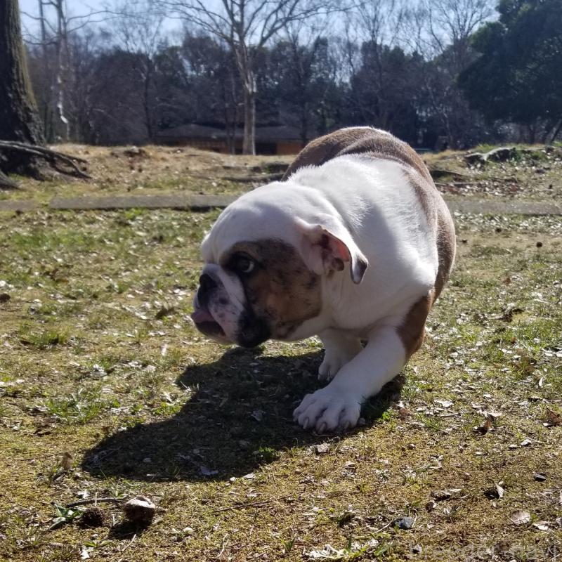 販売中の京都府のブルドッグ-427905の5枚目