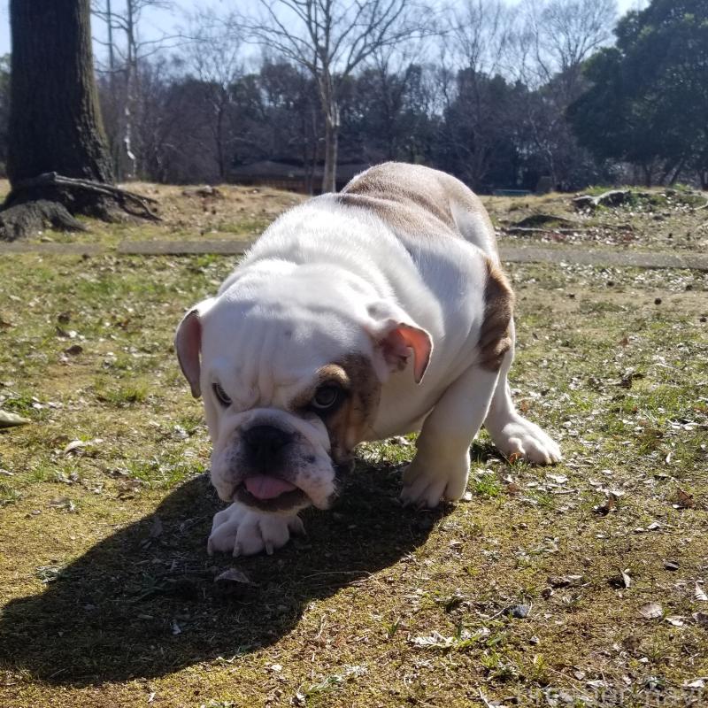 販売中の京都府のブルドッグ-427905の4枚目