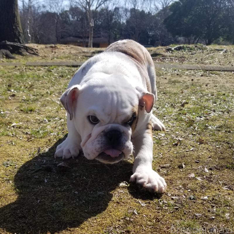 販売中の京都府のブルドッグ-427905の3枚目