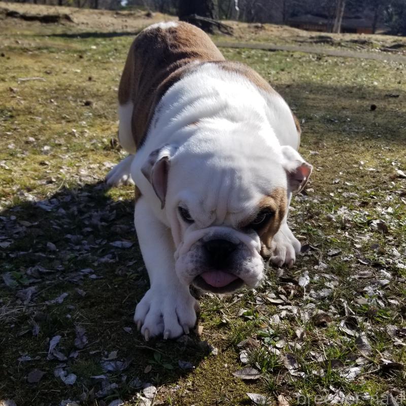 販売中の京都府のブルドッグ-427905の2枚目