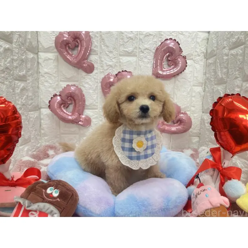 販売中の茨城県のビションプー:ビションフリーゼ×トイプードル-451759の5枚目