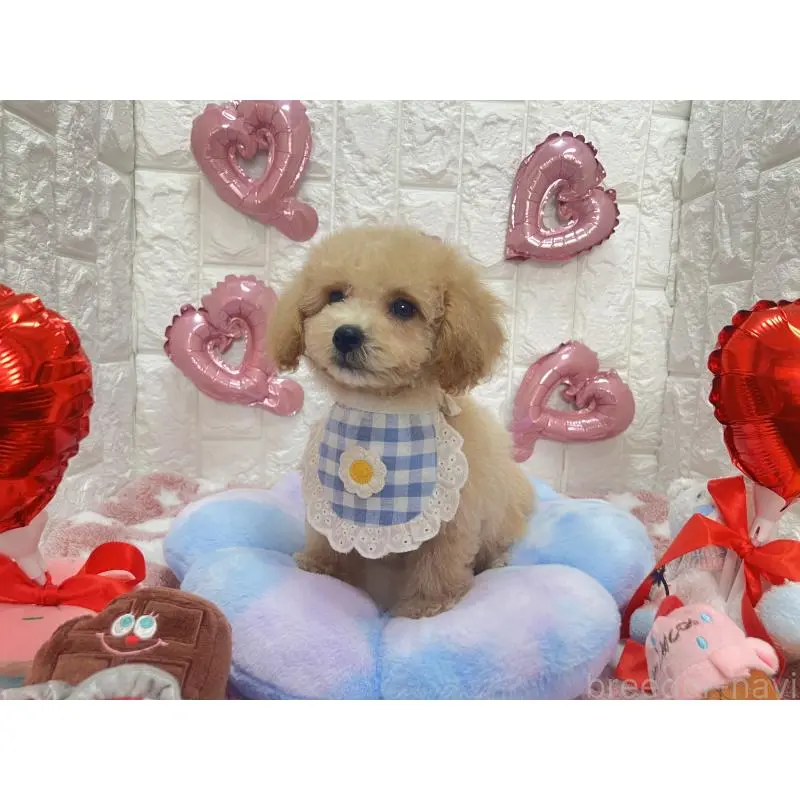 販売中の茨城県のビションプー:ビションフリーゼ×トイプードル-451759の4枚目