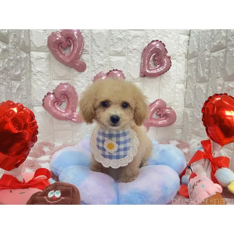 販売中の茨城県のビションプー:ビションフリーゼ×トイプードル-451759の3枚目