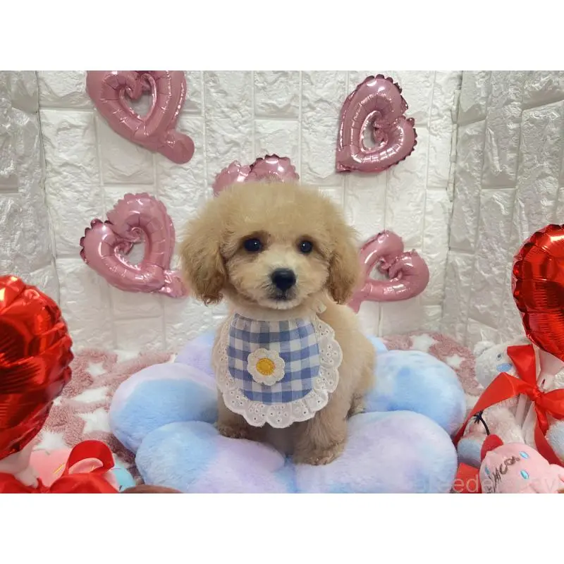 販売中の茨城県のビションプー:ビションフリーゼ×トイプードル-451759の2枚目