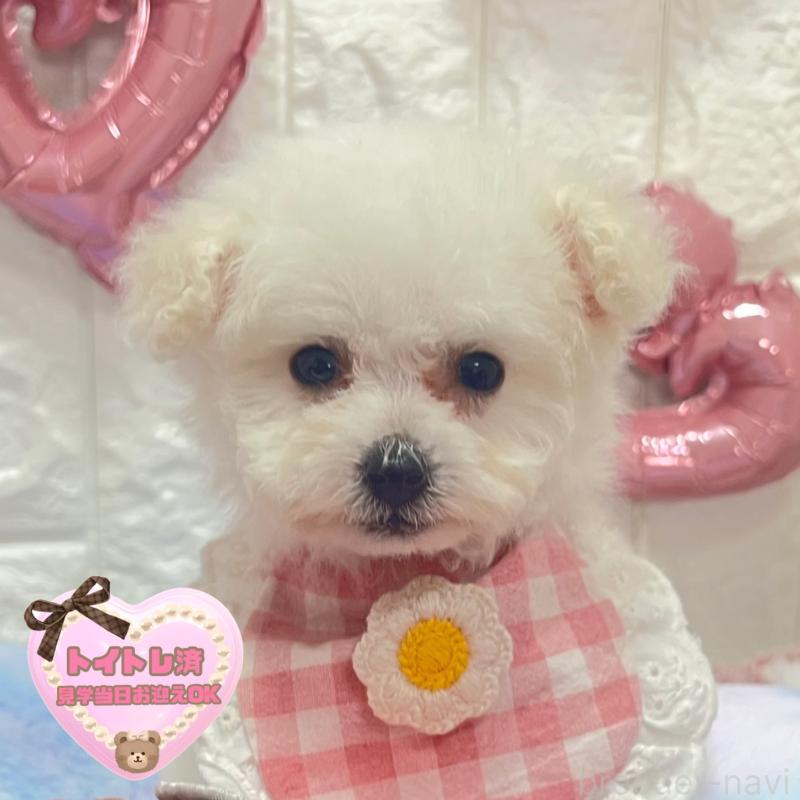 販売中の茨城県のビションプー:ビションフリーゼ×トイプードル-451760
