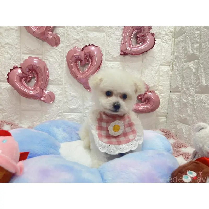 販売中の茨城県のビションプー:ビションフリーゼ×トイプードル-451760の6枚目