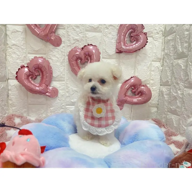 販売中の茨城県のビションプー:ビションフリーゼ×トイプードル-451760の5枚目