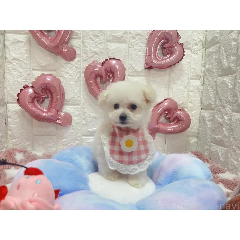 販売中の茨城県のビションプー:ビションフリーゼ×トイプードル-451760の4枚目