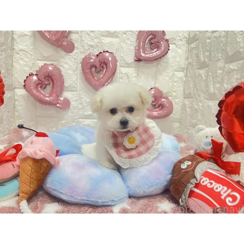 販売中の茨城県のビションプー:ビションフリーゼ×トイプードル-451760の3枚目