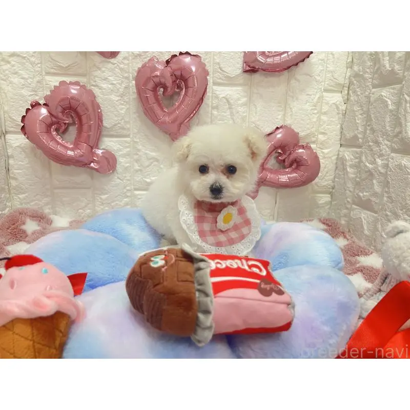 販売中の茨城県のビションプー:ビションフリーゼ×トイプードル-451760の2枚目