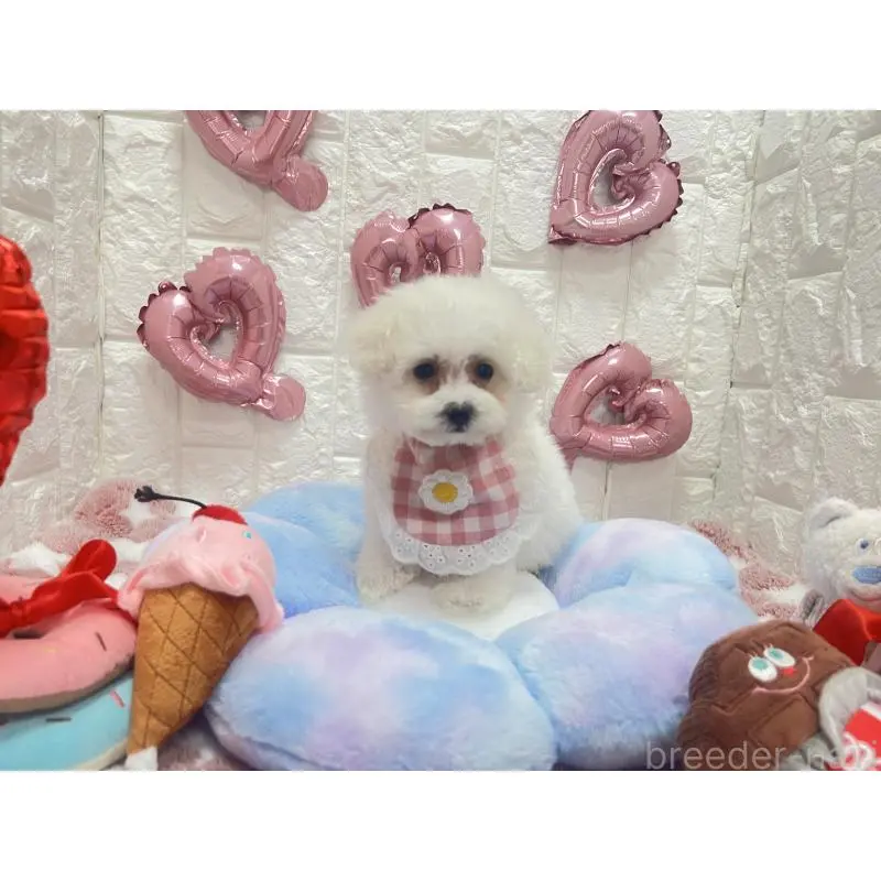 販売中の茨城県のビションプー:ビションフリーゼ×トイプードル-451761の6枚目