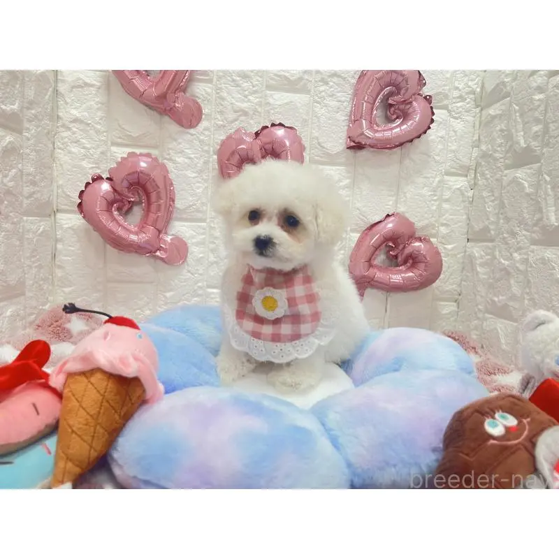 販売中の茨城県のビションプー:ビションフリーゼ×トイプードル-451761の5枚目