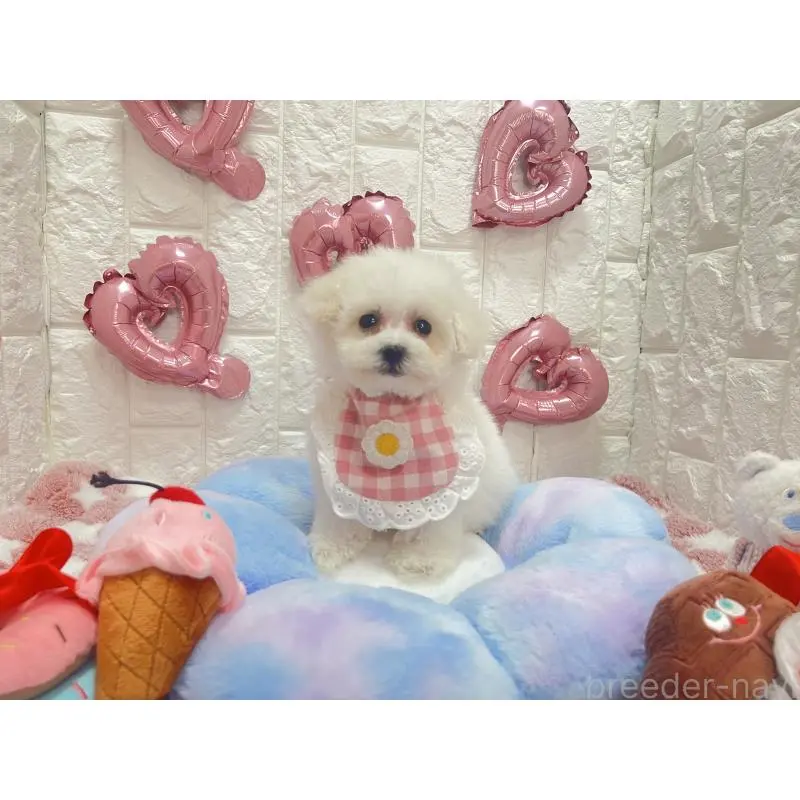 販売中の茨城県のビションプー:ビションフリーゼ×トイプードル-451761の4枚目