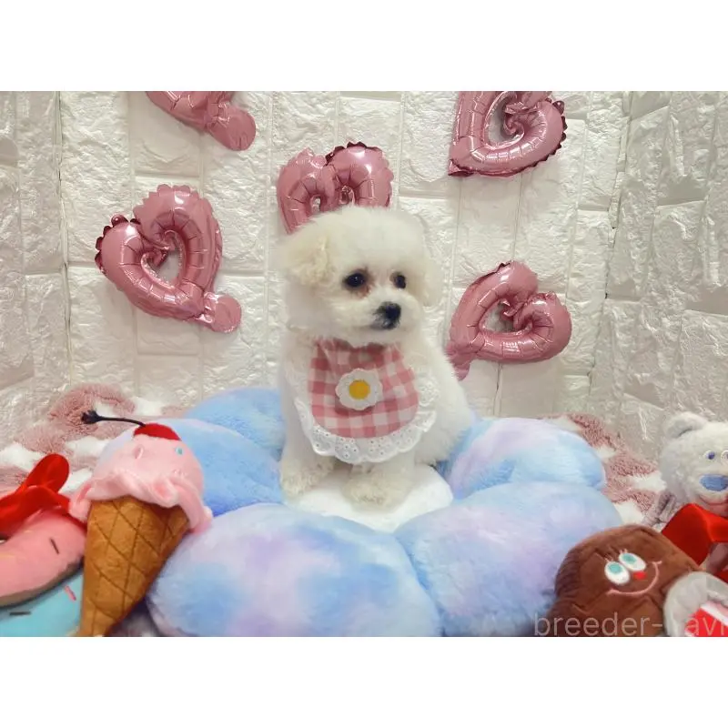 販売中の茨城県のビションプー:ビションフリーゼ×トイプードル-451761の3枚目