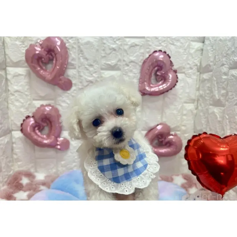 販売中の茨城県のビションプー:ビションフリーゼ×トイプードル-451762の5枚目