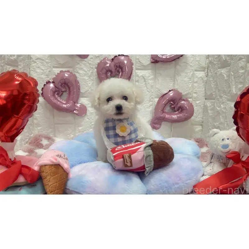 販売中の茨城県のビションプー:ビションフリーゼ×トイプードル-451762の4枚目