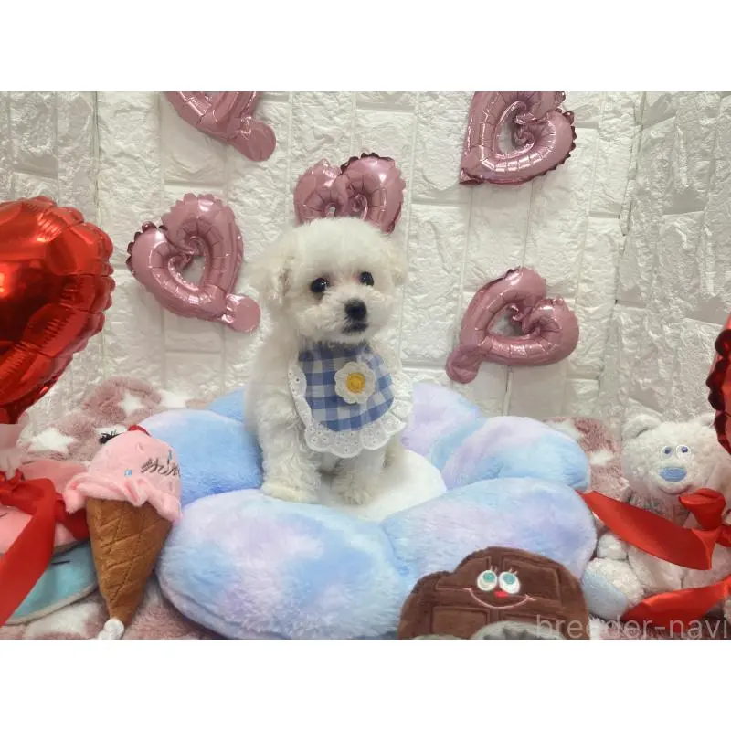 販売中の茨城県のビションプー:ビションフリーゼ×トイプードル-451762の3枚目