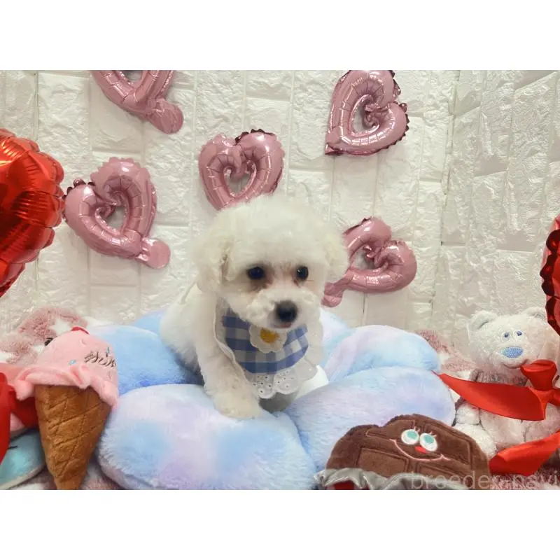 販売中の茨城県のビションプー:ビションフリーゼ×トイプードル-451762の2枚目