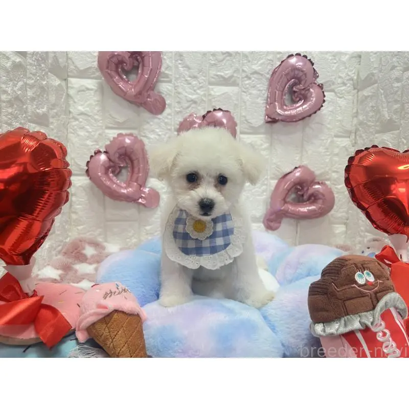 販売中の茨城県のビションプー:ビションフリーゼ×トイプードル-451763の5枚目