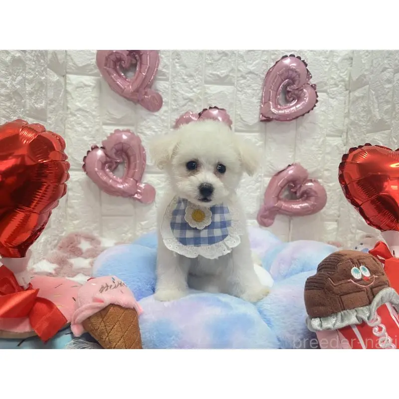 販売中の茨城県のビションプー:ビションフリーゼ×トイプードル-451763の4枚目