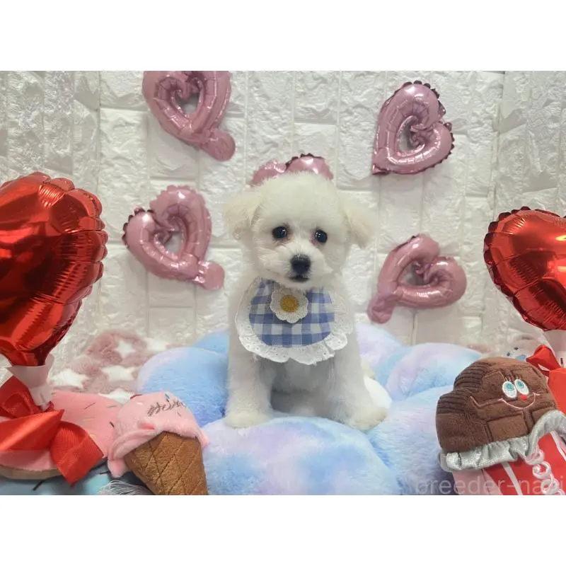 販売中の茨城県のビションプー:ビションフリーゼ×トイプードル-451763の3枚目