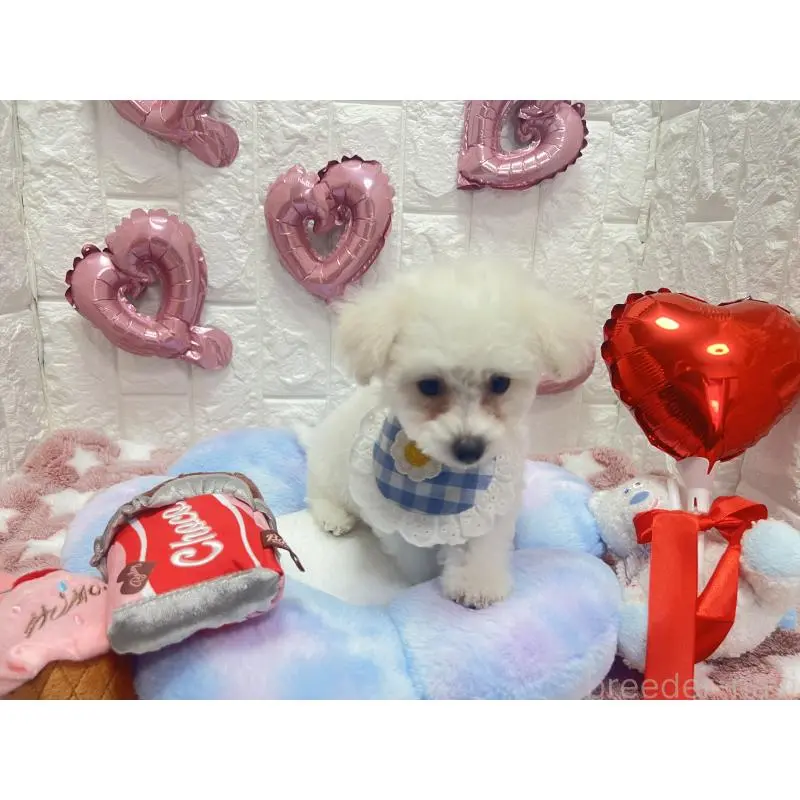 販売中の茨城県のビションプー:ビションフリーゼ×トイプードル-451763の2枚目