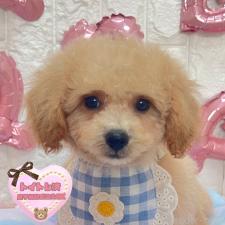 ♀︎ビションプー:ビションフリーゼ×トイプードル