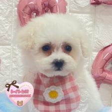 ♀︎ビションプー:ビションフリーゼ×トイプードル