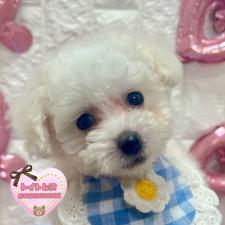 オンライン見学