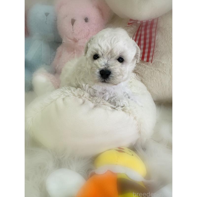 販売中の香川県のビションプー:ビションフリーゼ×トイプードル-451764の5枚目