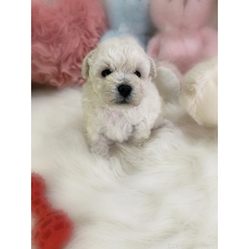 販売中の香川県のビションプー:ビションフリーゼ×トイプードル-451764の3枚目