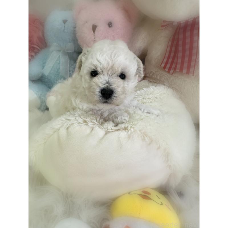 販売中の香川県のビションプー:ビションフリーゼ×トイプードル-451764の2枚目