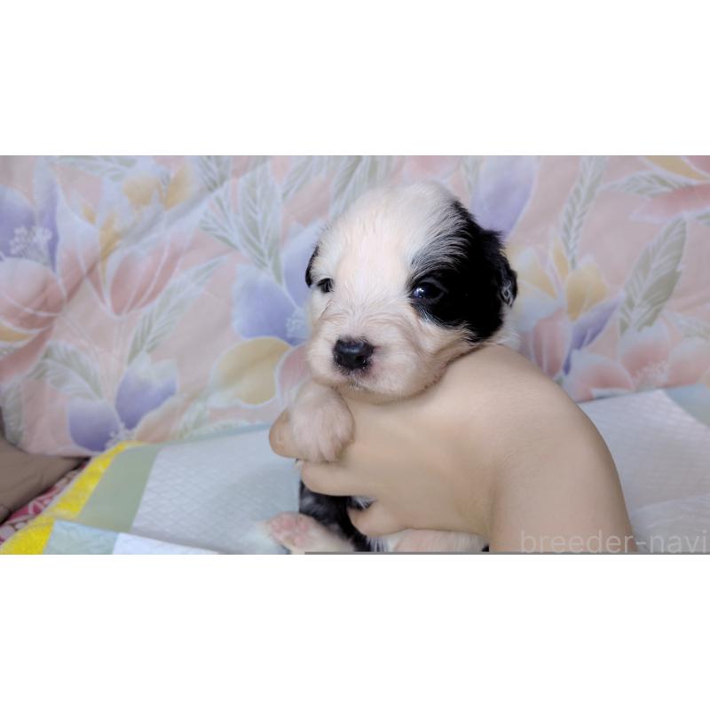 販売中の茨城県のボーダーコリー-451765の5枚目